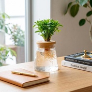 小葉羅漢松 三角水耕盆栽 室內植物 觀葉植物 禮物 水培