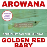 Ikan Arwana / Arowana Golden Red Anakan / Baby Rtg-Hb #Gratisongkir