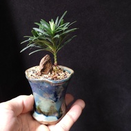 豆盆) 雀舌羅漢松 迷你盆景 原生株 掌上盆景 矮樁    花盆   plant  Bonsai 植物 盆栽 小樹  禮物 gift 風水 【實拍。只此一盆】