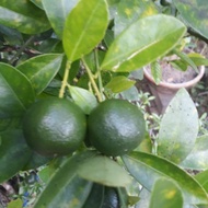 Baja fahim 1.5kg baja pokok limau kasturi dan limau purut lengkap