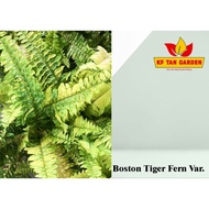 KF - BOSTON TIGER FERN VARIEGATED - Nephrolepis exaltata variegata // Live Plant // KFTANGARDEN