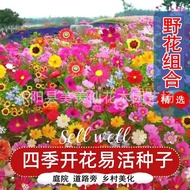 Wildflower Combination Seeds Four Seasons Flowering Cold-Resistant Flower Seeds Cosmos Gesang Flower