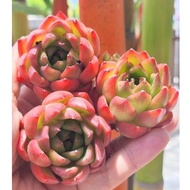 Echeveria Hybrid Series SM329 (4-4.5cm) J312