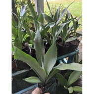 Sensiviera/ snake plant moonshine.