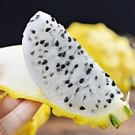 5 Biji Benih - Dragon Fruit Kulit Kuning 黄皮龙珠果种子
