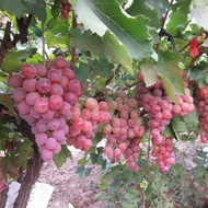 Grape Seed Fruit Sapling Seed Fruit Potted Plant Kyoho Red Ti American Grape Seed Grape Seed 26403A8