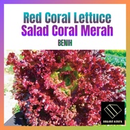 0.1g Benih Red Coral Lettuce Seeds Salad