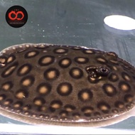 Ikan Pari Motoro Stingray -+25cm