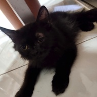 Lepas Adopsi Kucing Persia Hitam Solid murah 