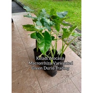 1 POKOK KELADI ALBINO AMV