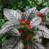 Tanaman Hias Begonia hitam - Begonia Bunga - Begonia Bludru