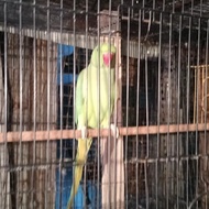 irn indian ringneck green palid burung betina dewasa