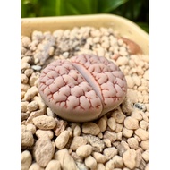 Lithops Gracilidelineata C189 bumpy maroon vein purple pink base 凹凸紫红纹紫粉底荒玉C189 2021 year 2.0cm with