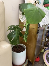 龜背竹盆栽 附淺綠色陶瓷盆