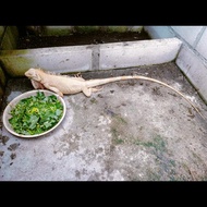 iguana albino betina female proven 35 telur indukan jumbo mantab siap menghasilkan banyak telur baby