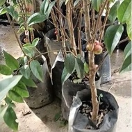 pokok berbuah matang graft/hybrid Anggur Brazil Jabuticaba 结果苗嘉宝果树葡萄果苗