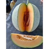 Fresh Rock Melon 2pcs