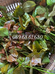 Rau nhíp rau bép rừng Tây nguyên lâm đồng