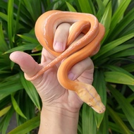 Retic Golden Child Albino Lavender