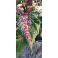 Keladi Thai "Kraithong Prasert" Caladium Thailand