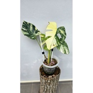 Monstera Deli Creme Brulee