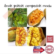 Anak Pokok Cempedak Madu