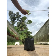 Pokok Anggur Akademik , Dixon , Aroma Delight , Ninel , Trans , Veles , Black Ozark , kesha dan Jupi