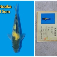 ikan koi import jepang kiutsuri breeder otsuka  09