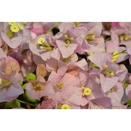 Bougainvillea cuttings