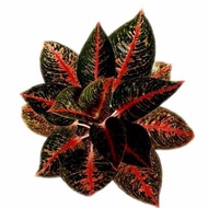 AGLAONEMA ADELIA - bibit anakan daun 1-3 lembar tanaman hias bunga