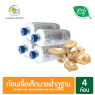 ก้อนเชื้อเห็ดนางฟ้าภูฐาน แพ็ค 4 ก้อน Spawn Bag Mushroom Bhutan Oyster