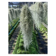 TILLANDSIA USNEOIDES SPANISH MOSS AIRPLANT JANGGUT ADAM