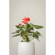 ANTHURIUM RED FIANCEE (INDOOR PLANTS ONLY)