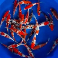 NEW BIBIT UNGGUL IKAN KOI BLITAR 9-10CM MURAH BANGET