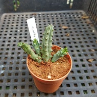 Huernia Hystrix Asclepiadaceae Stapelia Orbea