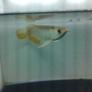 Arwana Golden Red (Red Tail Golden, RTG)