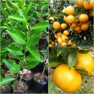 Bibit Tanaman Buah Jeruk Keprok RGL