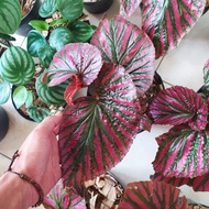 tanaman hias begonia rex walet dewasa - begonia Rex merah - indoor