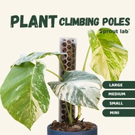 Sprout lab | Plant Climbing Pole for Aroids | Growing pole | Moss Pole | Strong | Minimalist | Sprou