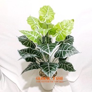 Daun Keladi Talas 18 cabang / Tanaman Keladi Talas / Daun Aglonema Plastik Bunga Hias Artificial