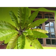 POKOK LANGSUIR/ LANGSOYA BIG SIZE