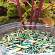 Maggrow Booster Super Maggot BSF Kering 1 kg + Charophyll RED BLUE YELLOW Pakan Ikan Channa Louhan K
