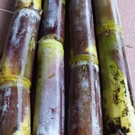 MERAH IRENG SUGAR CANE SEEDS WULUNG SUGAR CANE/ RED SUGAR CANE/