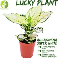 [Local Seller] Aglaonema SuperWhite Houseplant Lucky Plant Indoor Air Purifier Plant | The Garden Boutique - Live Plant