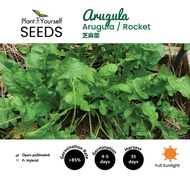 BENIH Arugula / SEEDS Arugula | Rocket / 种子 -芝麻菜 (0.7g | 2g | 6.5g)
