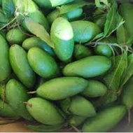 PAUH @ MANGGA LEMAK RANGUP / MANGGA LEMAK MANIS