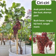 【Malaysia】Pokok anggur jupiter besar dan kuat, anak pokok anggur buah besar rangup sangat manis