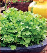 coriander seed/