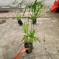90s Greenovation Live Outdoor Plant Cyperus Alternifolius 旱伞草 9x9