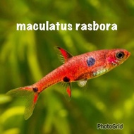 4 + 1 pcs maculatus rasbora boraras fish aquarium decoration